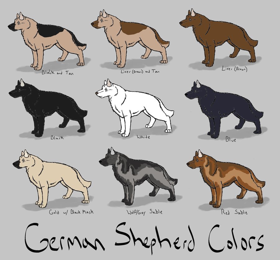 German_shepherd_colors