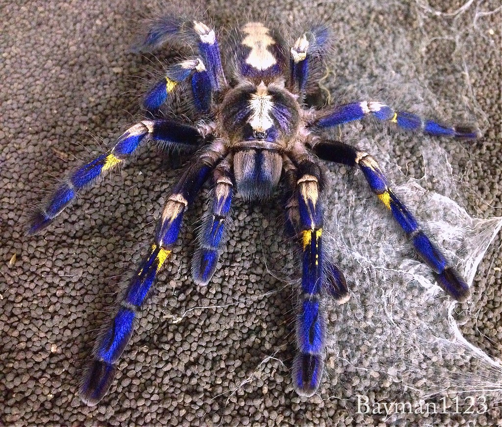 Gooty Sapphire Tarantulas