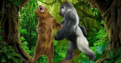 Gorilla vs Bear Who Would Win