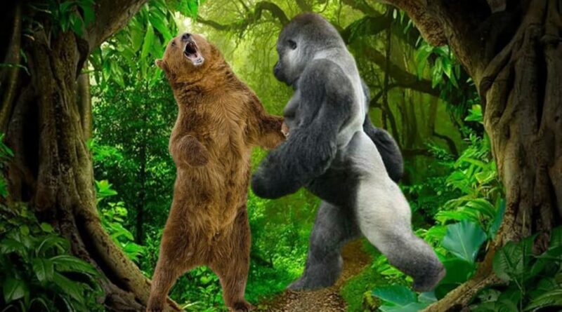 Gorilla vs Bear Who Would Win