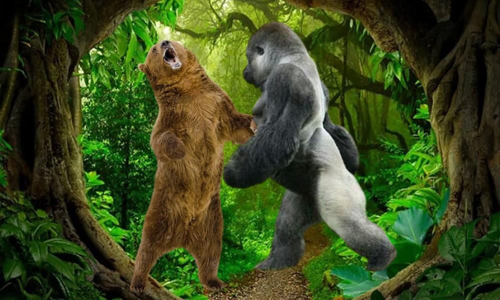 Gorilla vs Bear Who Would Win