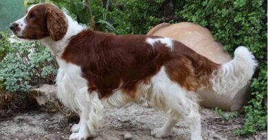 Irish Red and White Setters