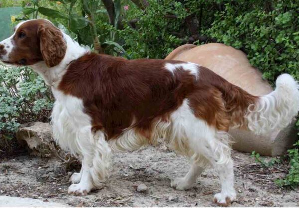 Irish Red and White Setters