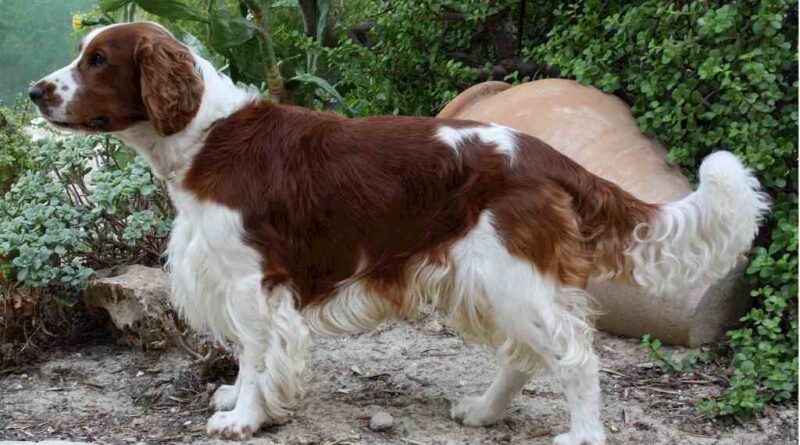 Irish Red and White Setters