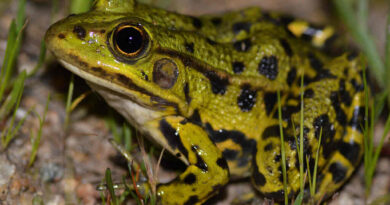 Northern Pool Frog