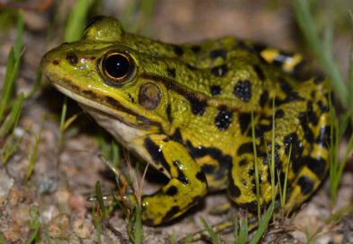 Northern Pool Frog