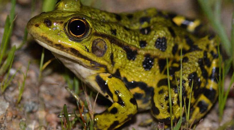 Northern Pool Frog