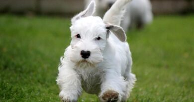 Sealyham_Terrier