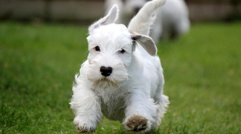 Sealyham_Terrier