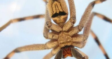 Sparassidae spider