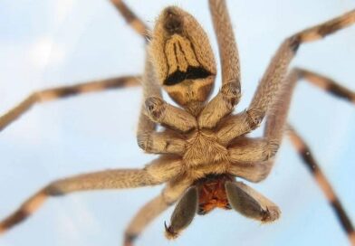 Sparassidae spider