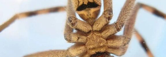 Sparassidae spider