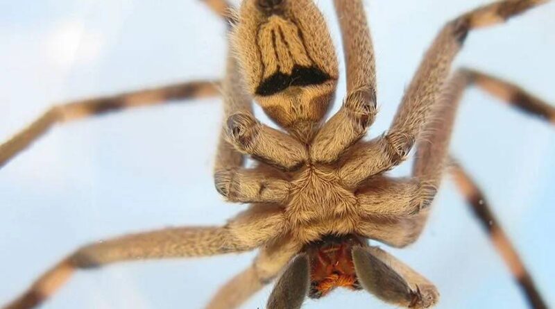 Sparassidae spider