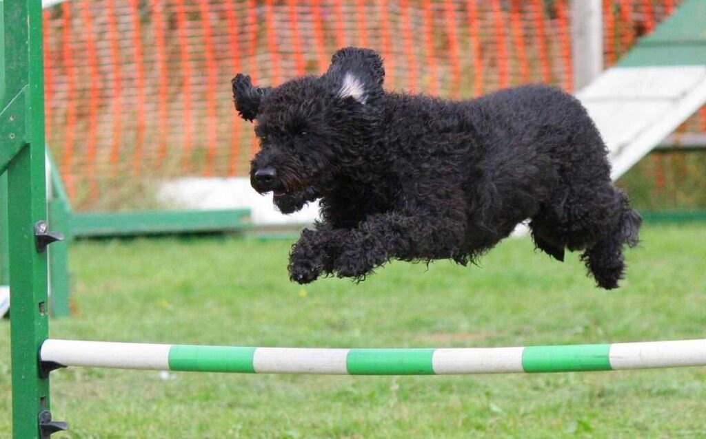 TrainingYourSchnoodle