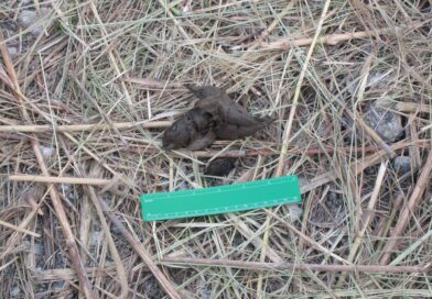 bobcat poop