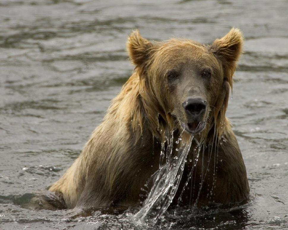 brown-bear-in-water