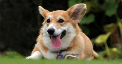 Corgi