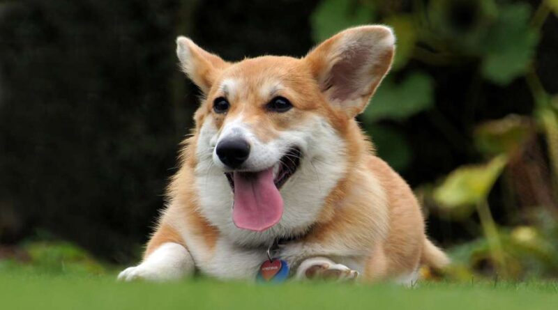 Corgi