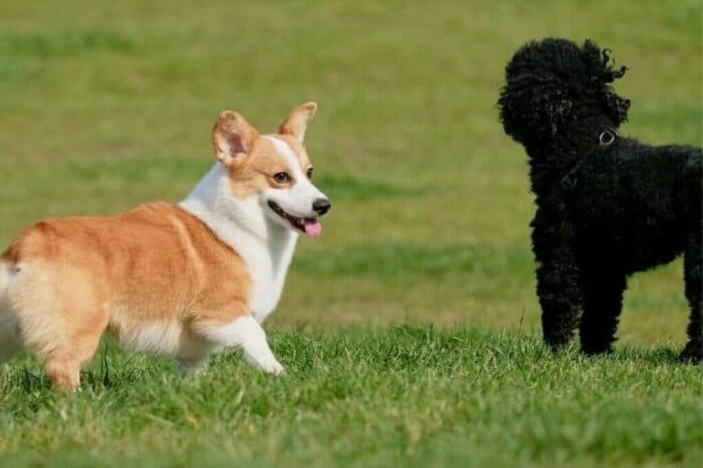 corgi and poodle pictures