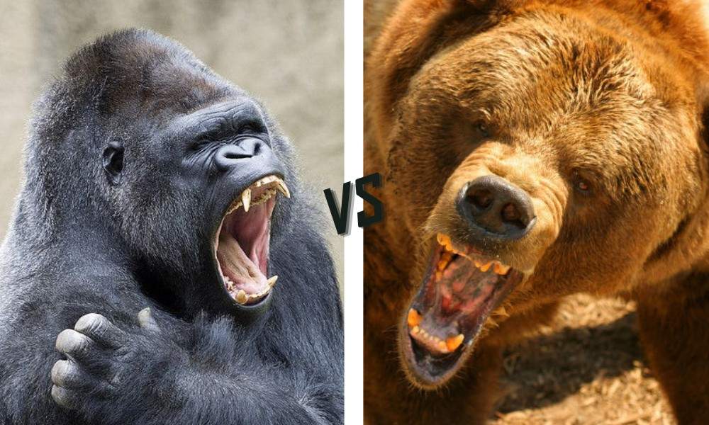 gorilla vs bear winner