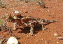 thorny devil