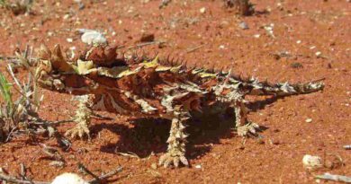 thorny devil