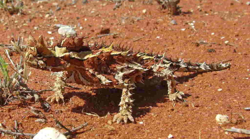 thorny devil