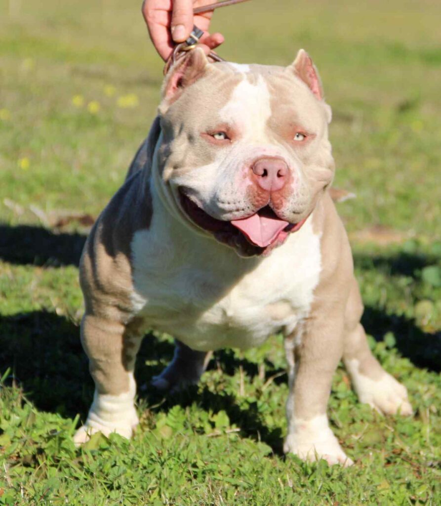 American bullys aggressive