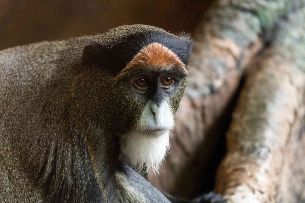 Behavioral Traits for Identification of De Brazza's Monkeys