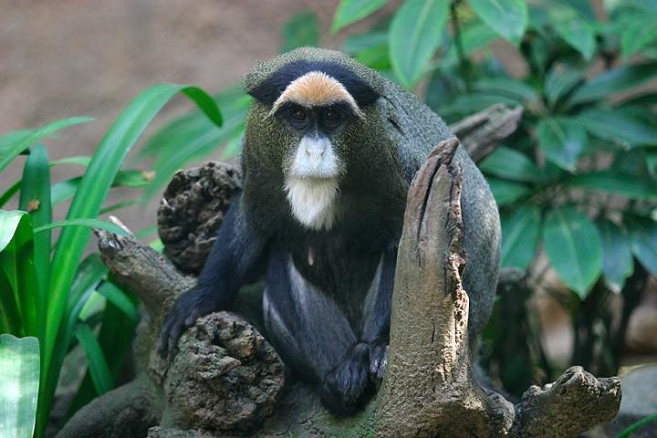 Distinctive facial features of De Brazza's Monkeys