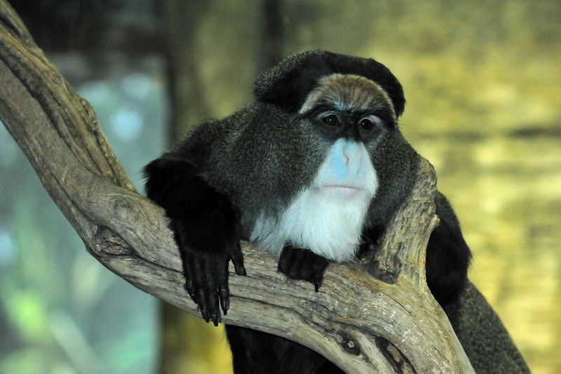 Geographic range in Central Africa of De Brazza's Monkeys