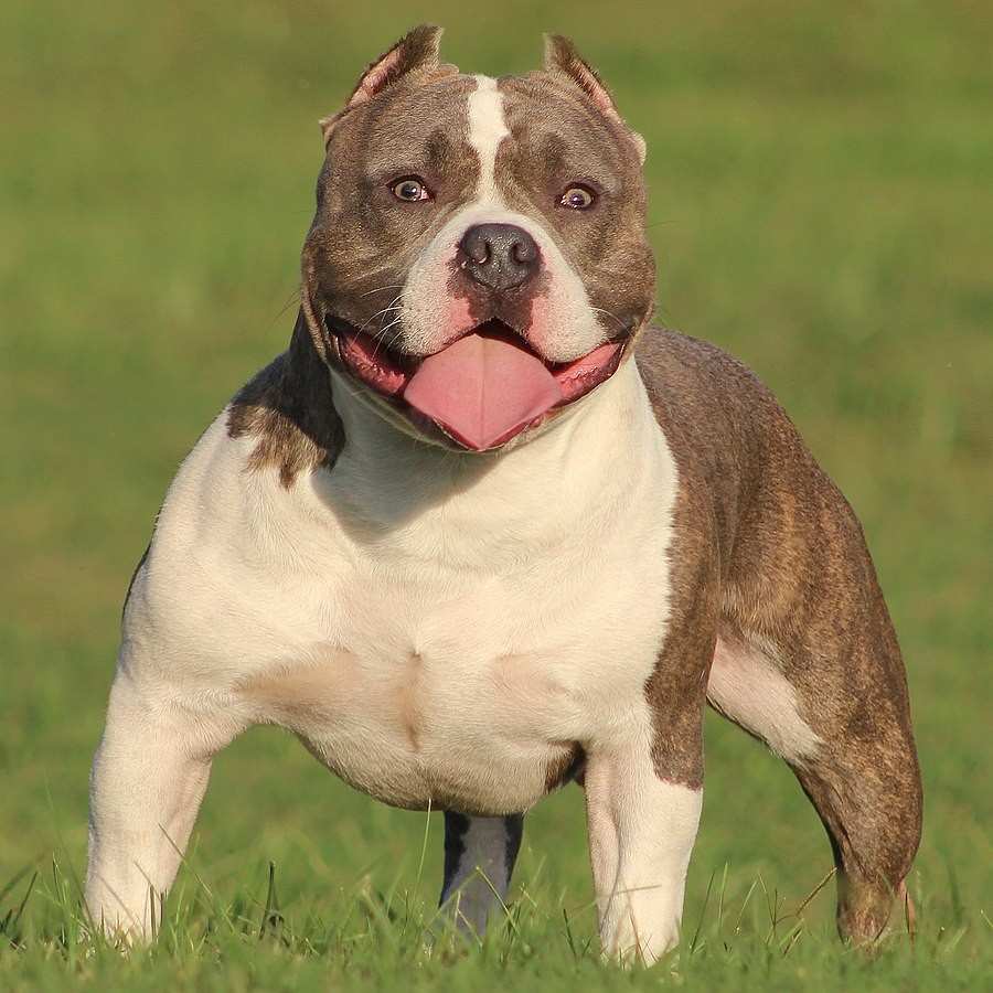 Is American bully good for family