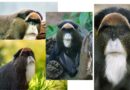 Physical Characteristics of De Brazza's Monkeys