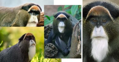 Physical Characteristics of De Brazza's Monkeys