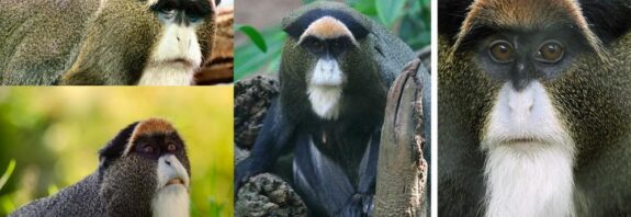 Physical Characteristics of De Brazza's Monkeys