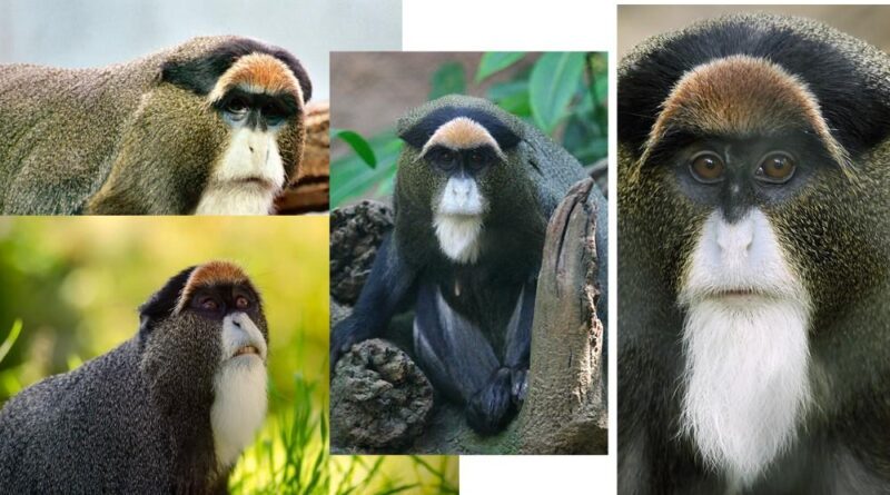 Physical Characteristics of De Brazza's Monkeys