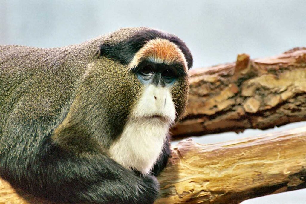 Size and sexual of De Brazza's Monkeys