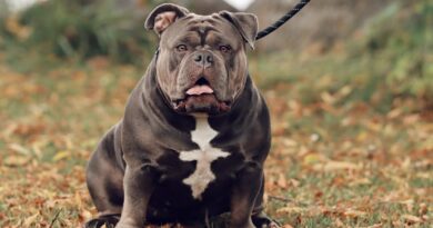 american-bully-portrait