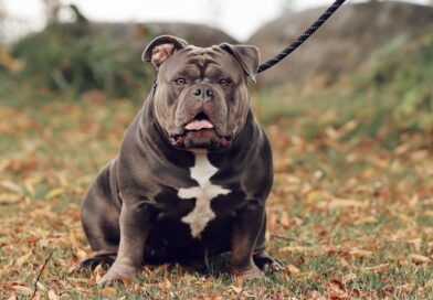 american-bully-portrait