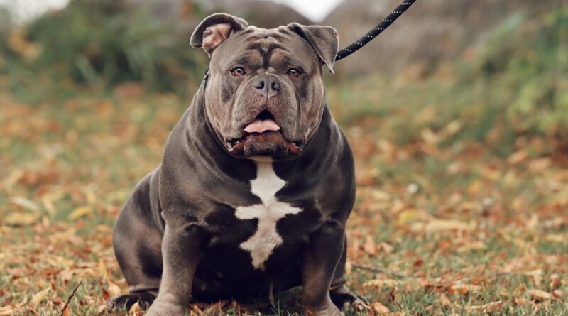 american-bully-portrait