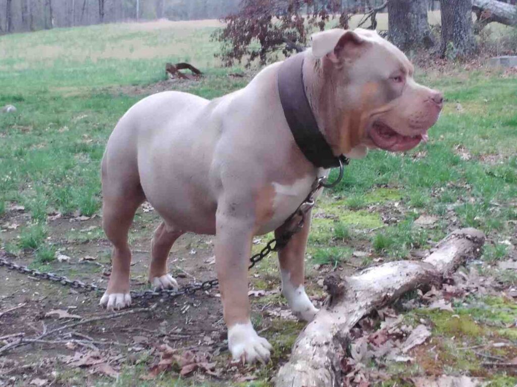 american_bully muscular build