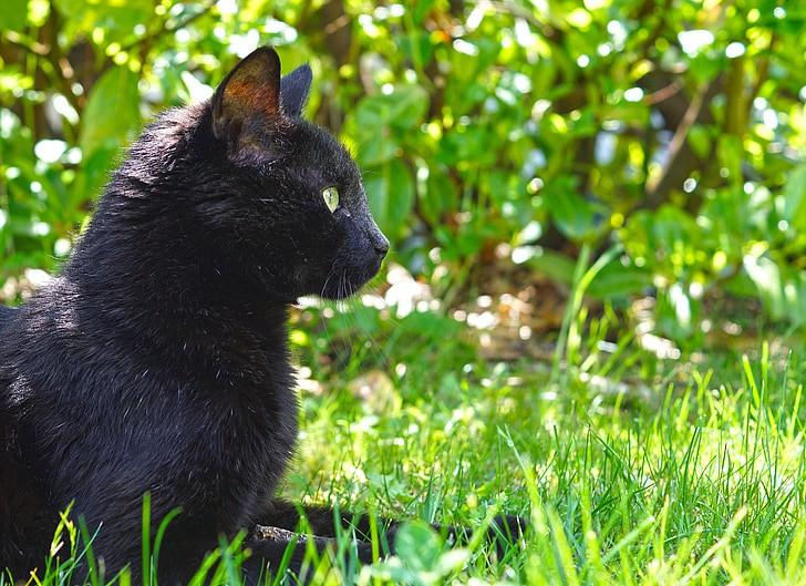 black_asian_golden_cat