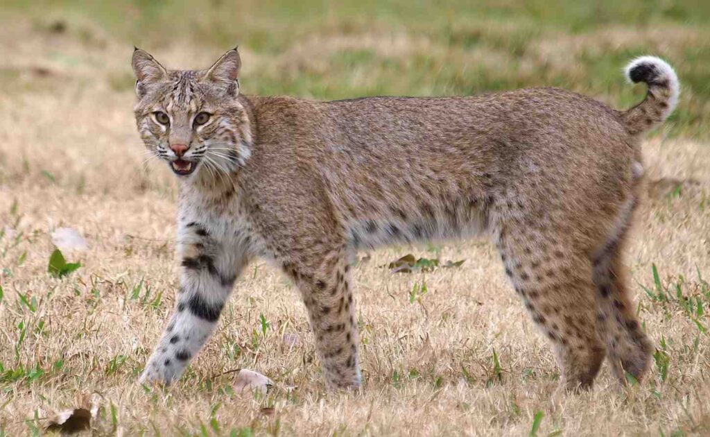 black_bobcat