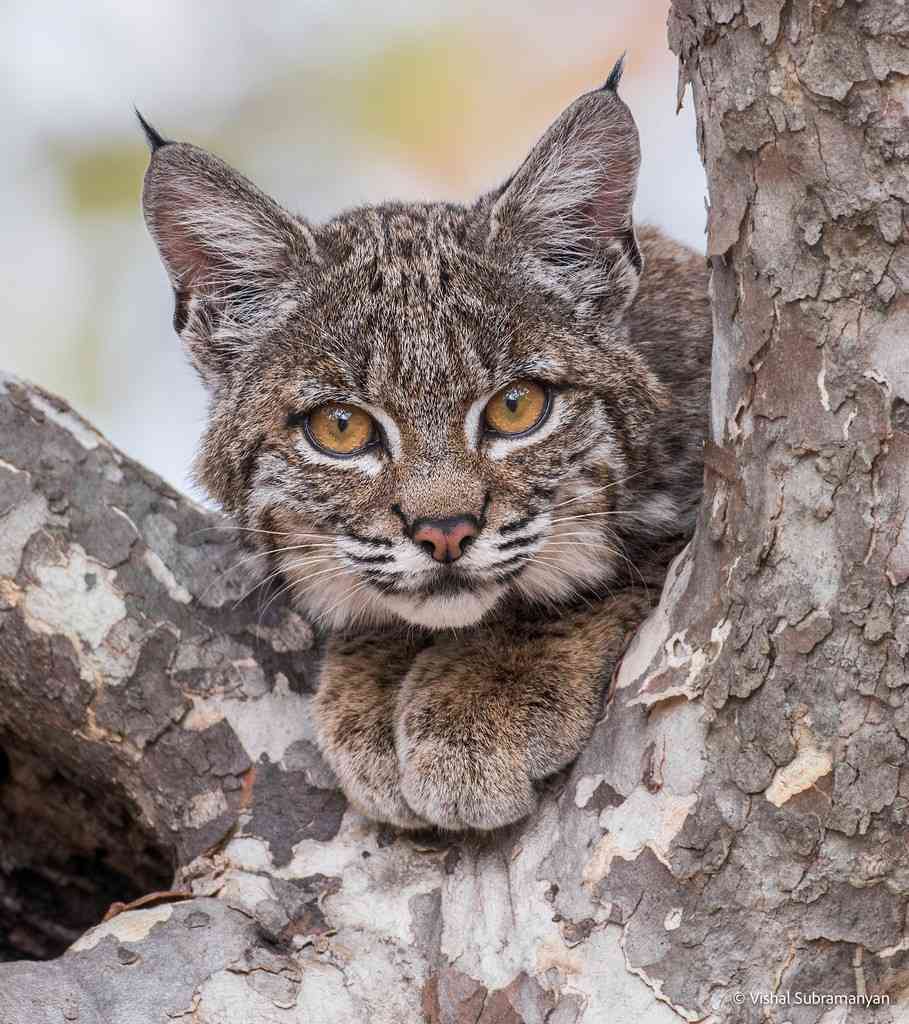 bobcat