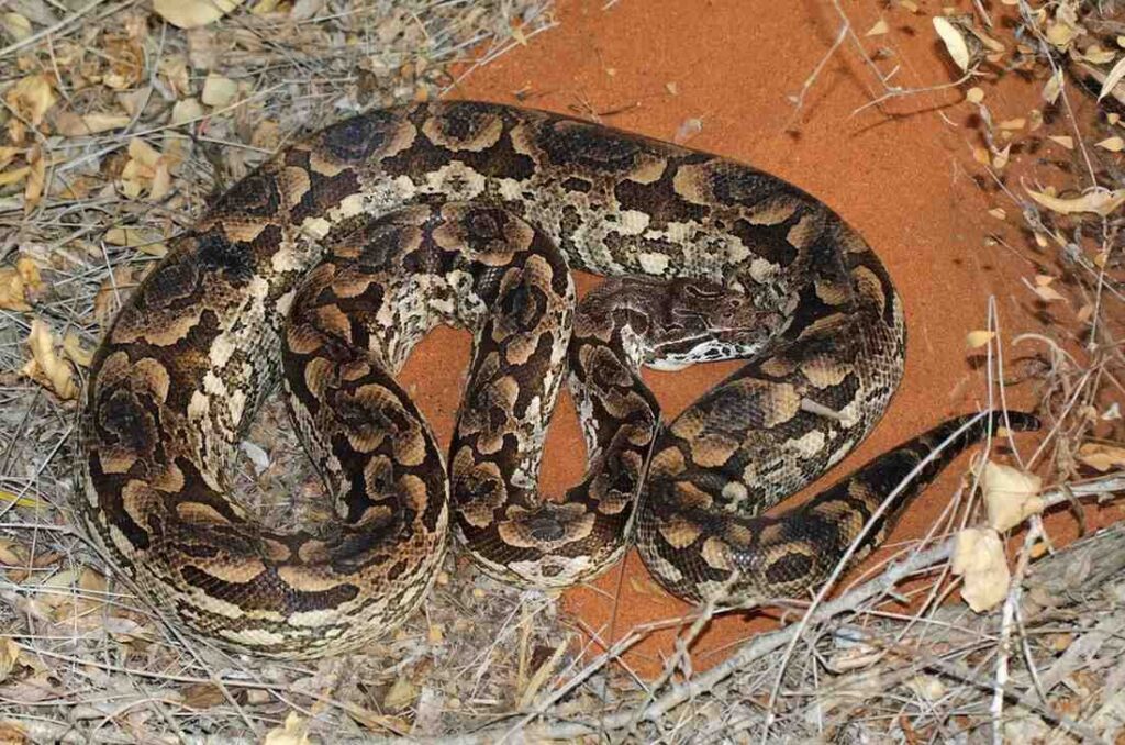 madagascar-boa-dumerili 