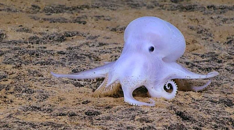 CasparOctopus