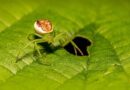 crab spiders