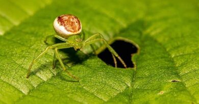 crab spiders