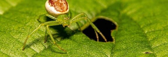 crab spiders