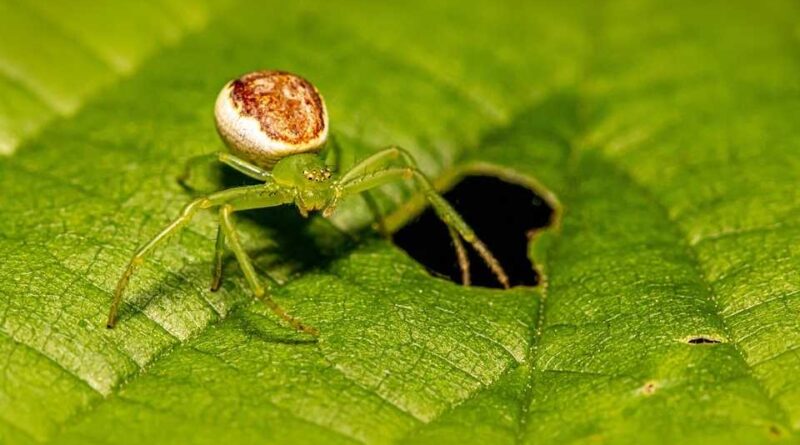 crab spiders